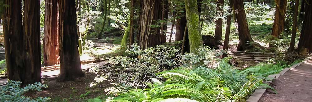 The Pacific Trails Resort Yurt